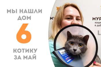 Милейший Рикс становится домашним!
