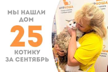 Чуть больше трех месяцев понадобилось Шерману, чтобы вновь стать домашним!