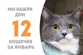 Шушанна становится домашней!