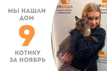 Кот Тобас уехал в домашнюю жизнь!