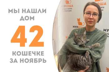 Жемчужинка Ярви обрела дом всего за 2 месяца!