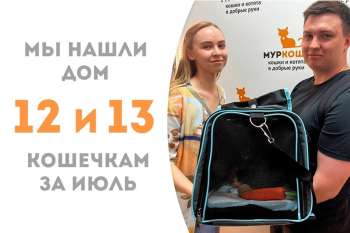 Меньше чем за месяц шустрые крошки-кошки Чаинка и Морзянка вместе обретают один домашний очаг на двоих!