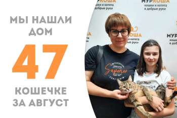 Сказочная Элси — самая счастливая домашняя кошечка!