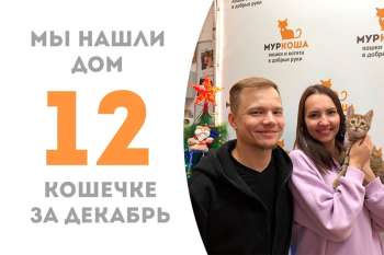 Любознательная кошечка Глазастик нашла дом меньше чем за 2 месяца!