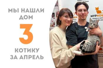 Чудесный Касл становится домашним пирожочком!