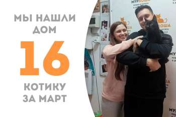 Ламберт снова стал домашним котиком!