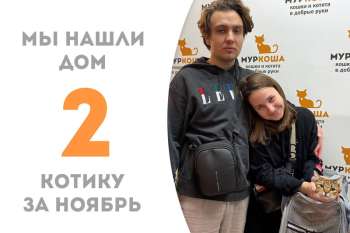 Шустрый плут Оксик уезжает домой!
