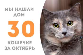 Грациозная Орнелла нашла дом!