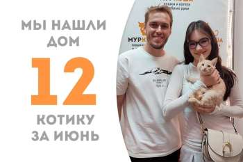 Меньше двух месяцев пробыл у нас солнечный Палермо и уже успел собраться домой, где счастливо живет наша выпускница кошечка Гина!