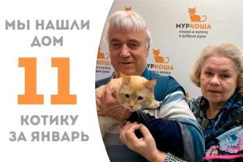 Меньше 2 месяцев понадобилось Ромео, чтобы вновь стать домашним!