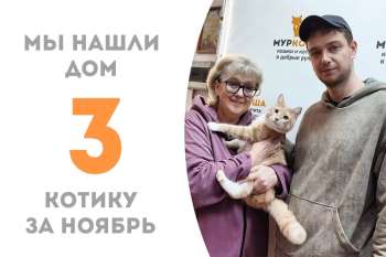 Ласковый Штиль обрел дом всего за 1 месяц!