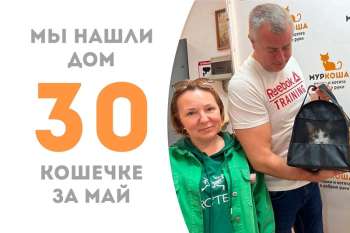 Кошка Талиша стала домашней!