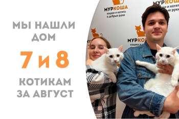 За два с половиной месяца Тмин и Аир друзья-неразлучники нашли дом один на двоих!
