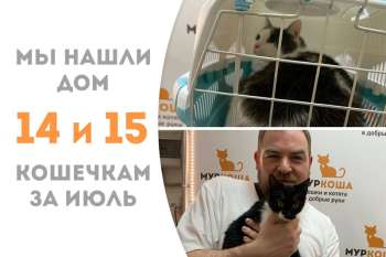 Спустя 2 месяца Вахтёрша нашла своего хозяина, забирая с собой нашу красавицу Сибирь!