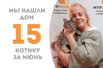 Витязь обретает семейный очаг!