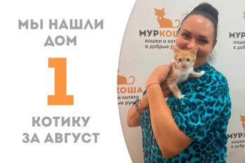 Меньше месяца потребовалось котёнку Амулету, чтобы найти дом!