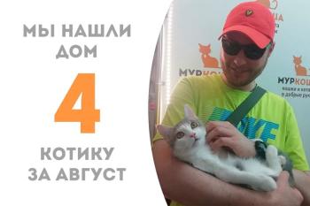 Сладкий котёнок Анемон пробыл у нас ровно два месяца и теперь уезжает домой!