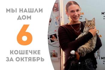 Сладкая Артемизия нашла дом!