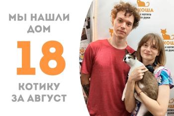 Не прошло и двух месяцев как котёнок Кортадо нашёл семью!