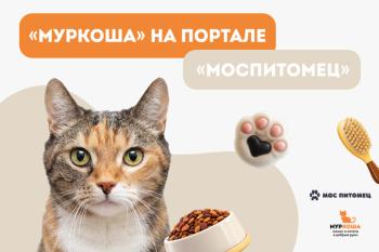 "Муркоша" – первый частный приют, который присоединился к сервису "Моспитомец"