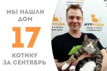 Славный клубочек Ранси нашёл любящий дом!