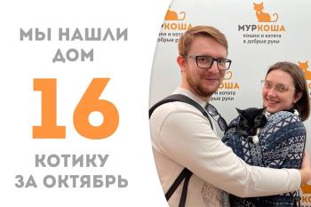 Котик Сладкопуз, шестилетний красавец, наконец стал домашним!