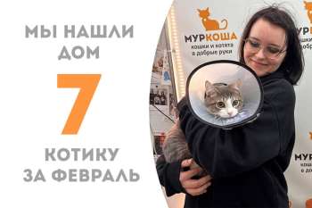 Озорной милаш Альтаир нашел любящую семью!