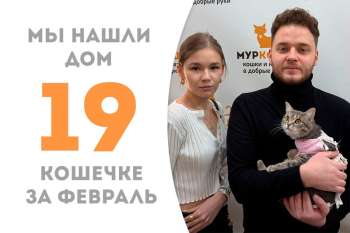 Озорная Айми нашла дом!
