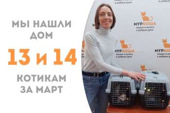 Меньше месяца потребовалось Айртону и Шипуну, чтобы стать домашними! И они вместе уезжают в одну семью!