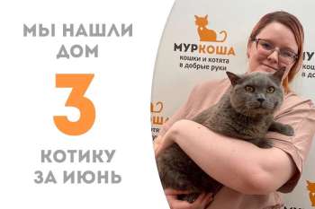 Чуднейший котик Батожок обрел дом!