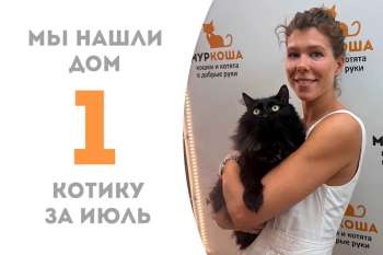 Обрести семью в июле посчастливилось котику Бойцу!