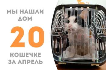 Удивительная Чози стала домашней!