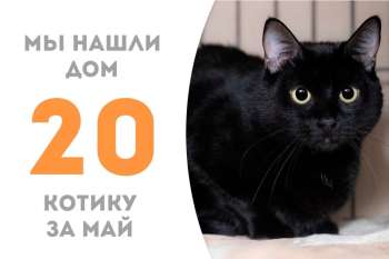 Сегодня уехал в семью котик Дофамин!