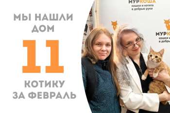 Ошеломительный котенок Файтер нашел любимую семью всего за месяц!