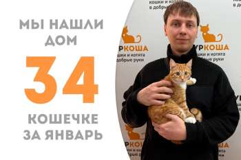 Лучистая Фокси обрела семью!
