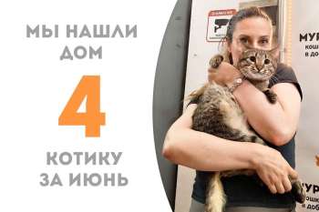 Милейший котик Генацвале стал домашним!