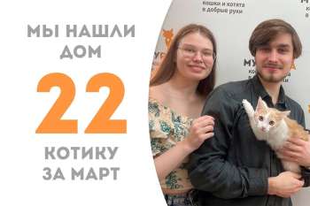 Чуть больше двух месяцев потребовалось котёнку Хэмлину, чтобы найти дом!