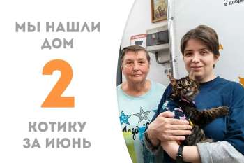Харизматичный Котокусь обрел дом за 2 с лишним месяца!