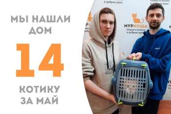 Долгожданная удача улыбнулась котику Лилейнику!