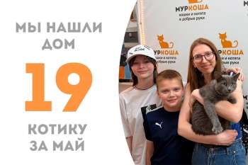 Котик-аристократ Мономах обрёл дом!