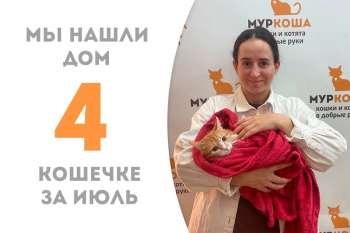 Всего 2 месяца потребовалось кошечке Отвёртке, чтобы найти свою семью!