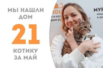 Меньше двух месяцев потребовалось милому Паксику, чтобы найти дом!