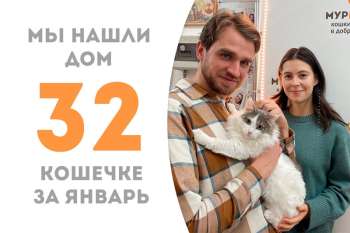 Умопомрачительная кошечка Поларис нашла дом!