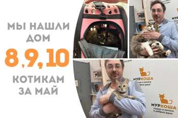 Очаровательные Рюрик, Мережка и Марсита уехали в одну семью!