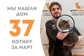 Котик Таймер пробыл у нас всего два месяца и теперь уезжает в семью!