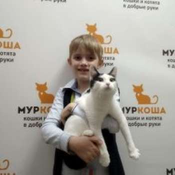 Грау