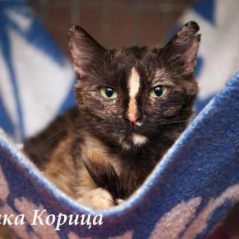 Корица