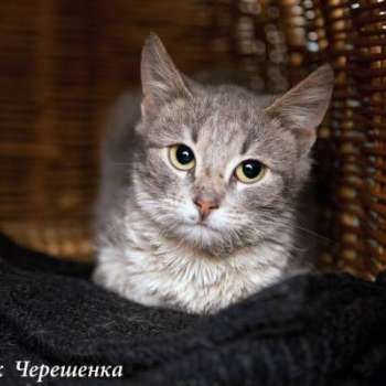 Черешенка