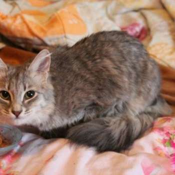 Вискас