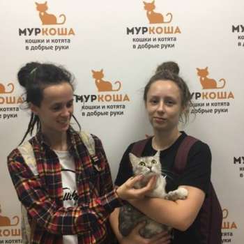 Мышка